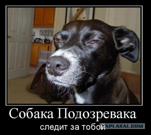 Приютский пес спас дочь своих хозяев