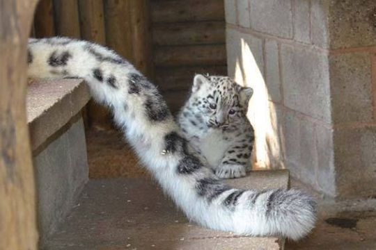 Живность из сети