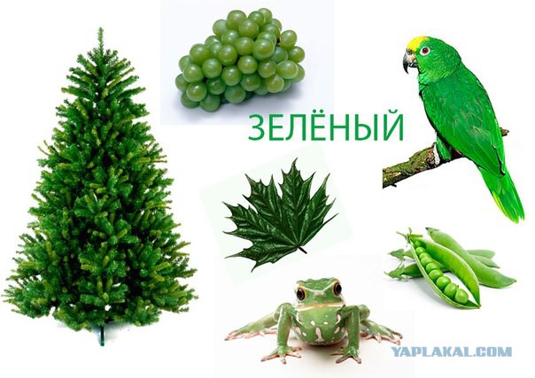 Как князь Голицын проиграл свою жену в карты
