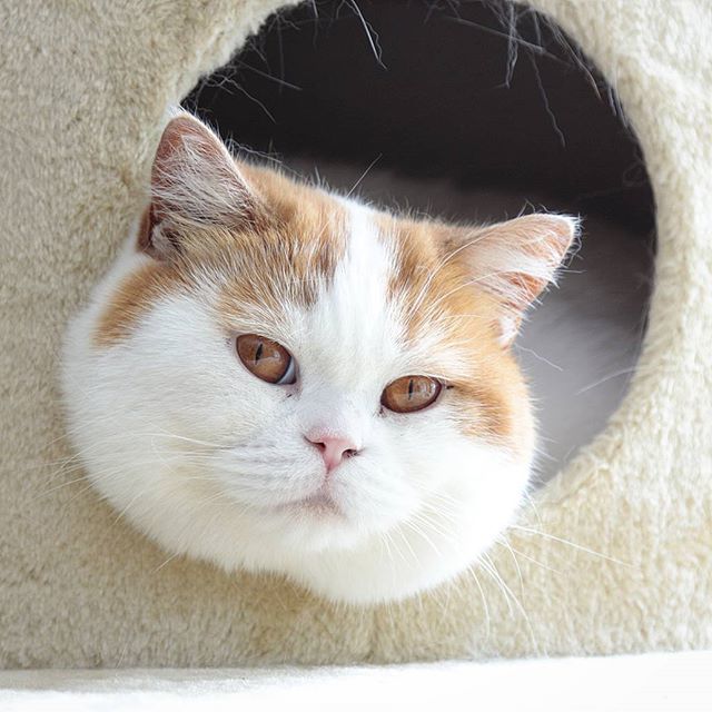 Забавные фото котеек