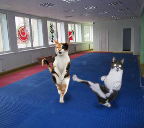 Котик каратист