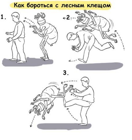 Если на вас напал медведь