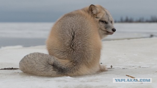 Этот взгляд