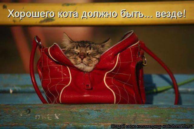 Картинки на котовторник 1.09.20