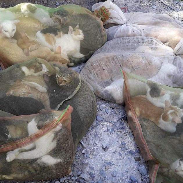 Почему мы не едим кошек