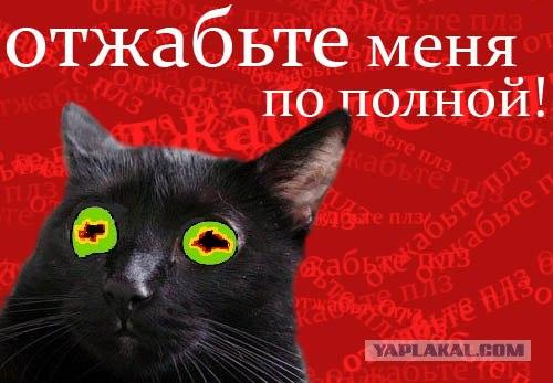 Киса хочет жабы