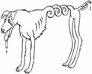 Азавак - собака из пустыни Сахара