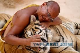 Тигр отужинал дрессировщиком