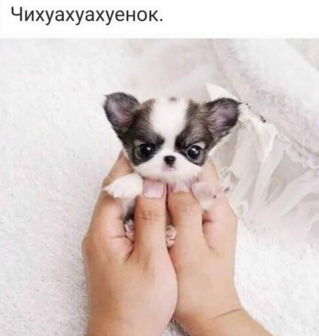 Картинки и мемы для настроения