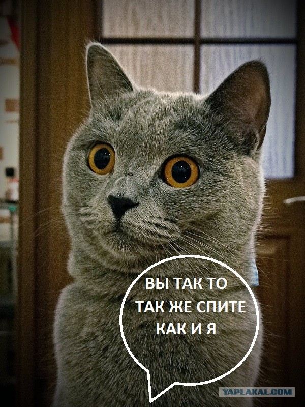 А у вас есть домашние питомцы с особенностями?