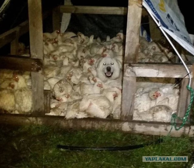 Дружба крепкая не сломается, Не расклеится от дождей и вьюг