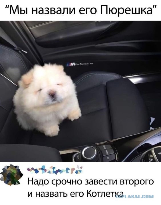 В Санкт-Петербурге таксист проломил череп московскому безработному блогеру-трансгендеру