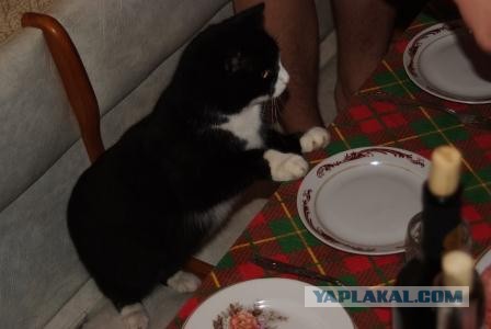 С ДНЕМ РОЖДЕНИЯ, ЯП!