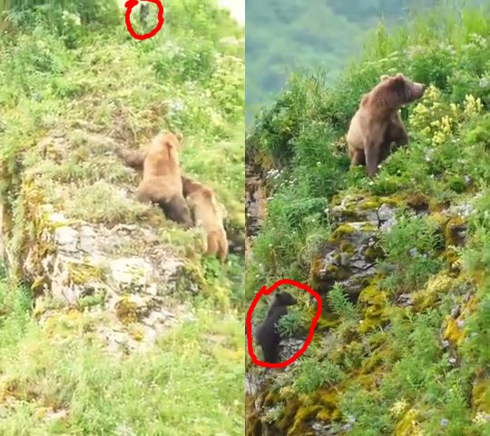 Медведица вступила в схватку за жизнь своих медвежат