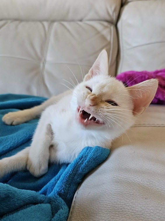 Который вторник