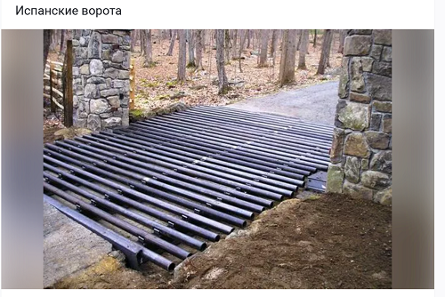 Разница между кошкой и собакой