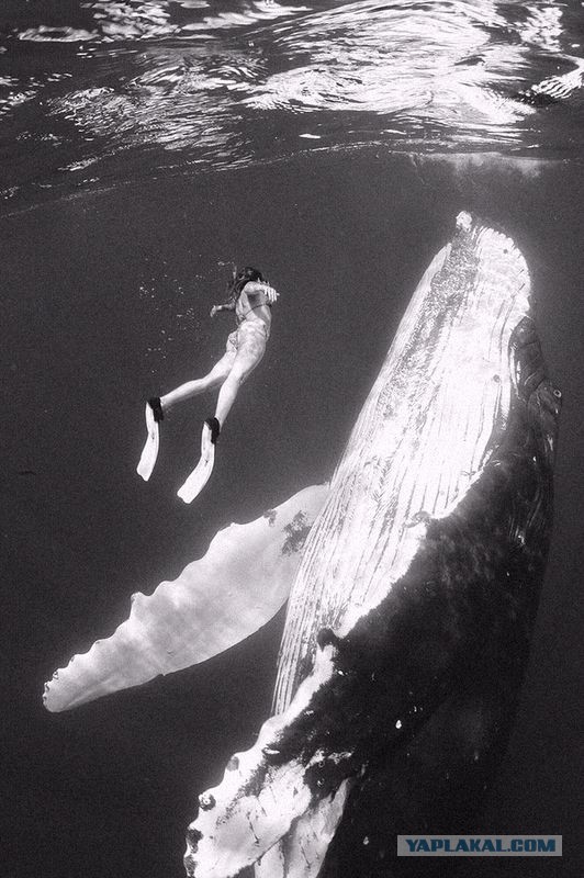 Кит чуть не проглотил дайвера