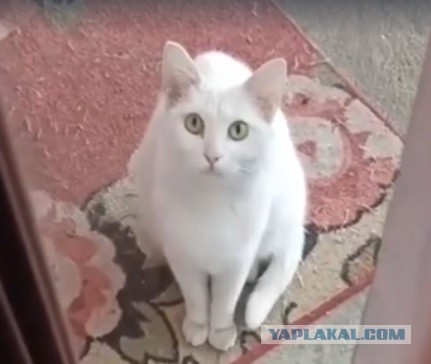 Девушка каждый день кормила бездомную кошку, а когда та родила единственного котёнка, то вежливо попросила забрать его