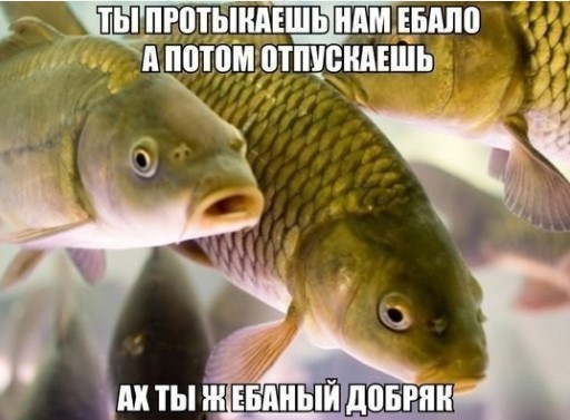 Картиночки, баянчики 24 апреля