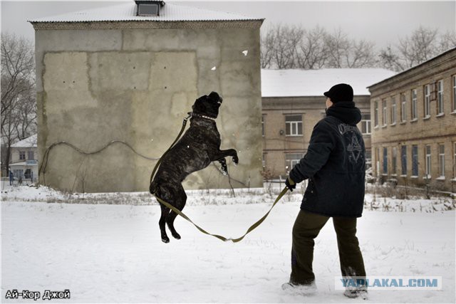 Что такое собака в доме