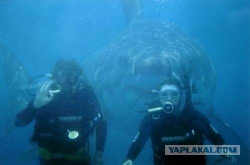 Самые известные фотобомбы уходящего года