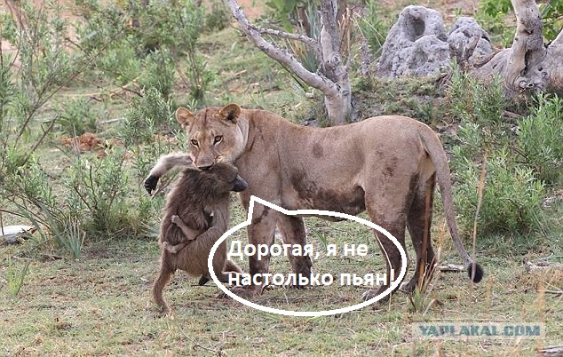 Бравые Бабуины