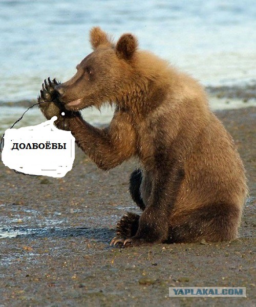 Медведь отжал планшет