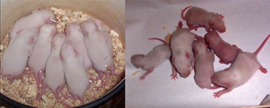 Производителей ГМО-продукции к террористам