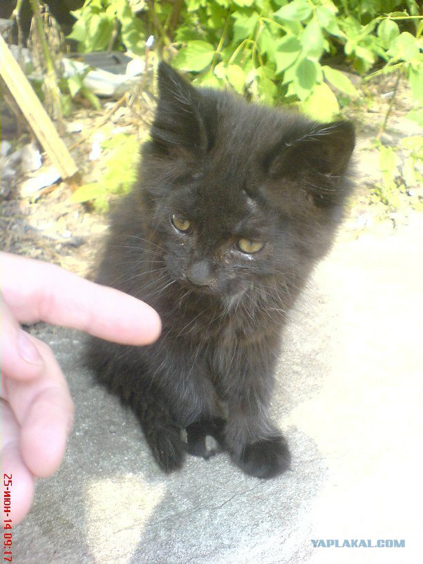 Котовторник 24.06.2014