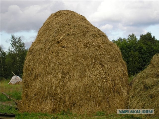 Найдите Валли