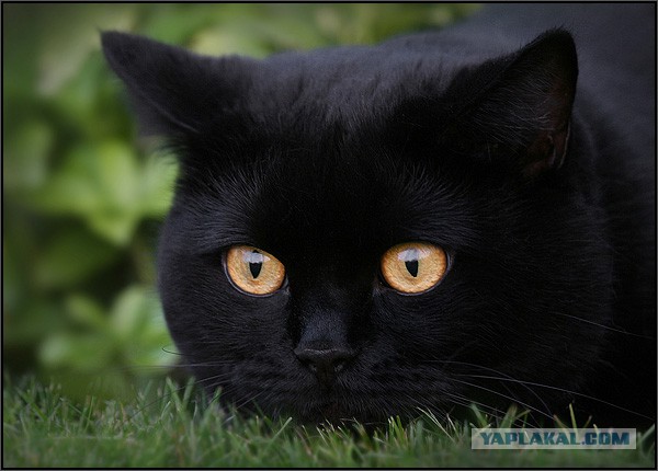 Котовторник 04.11.2014