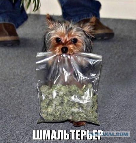 Весёлое из сети
