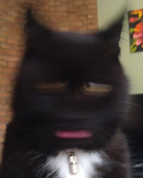 Котовторник
