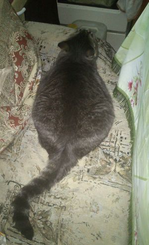 Наши животные