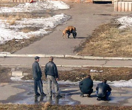 Гопники - их тайна раскрыта.