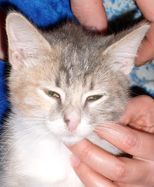 Котовторник