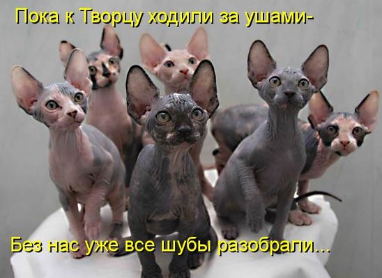 25 котофотоприколов.