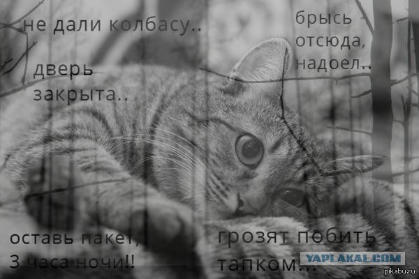 О важном. Проблемы котов