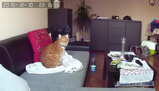 За что я люблю китайцев