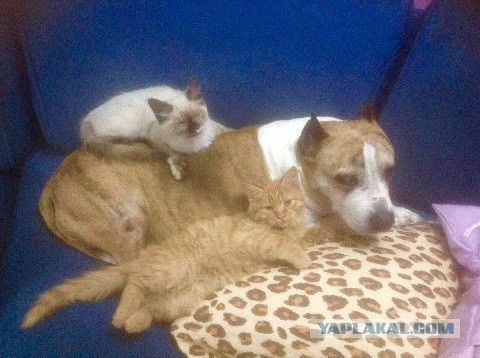 Жизнь домашнего приюта для котеек 95