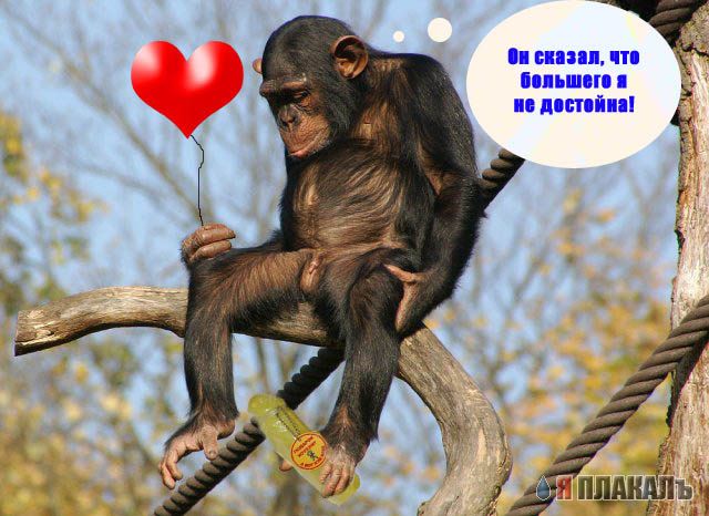 Грустный самец
