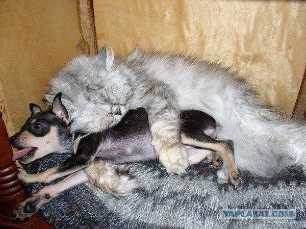 Котовторник