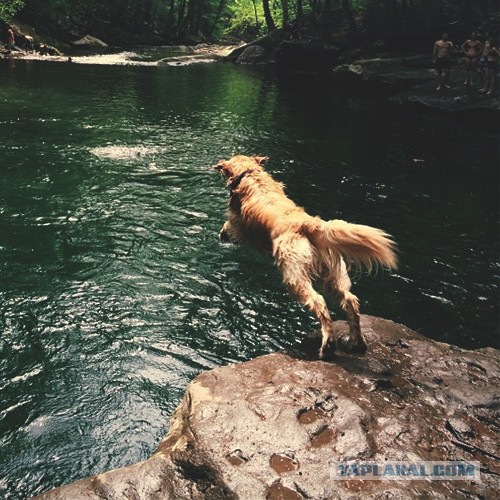 Собакочетверг