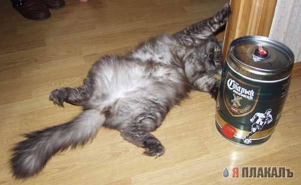 Коты, кошки, котята