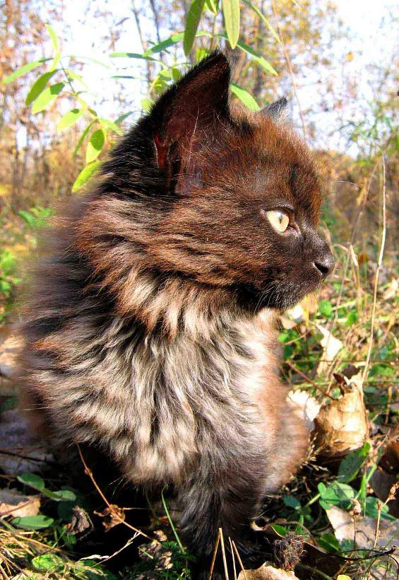 Коты, кошки, котята