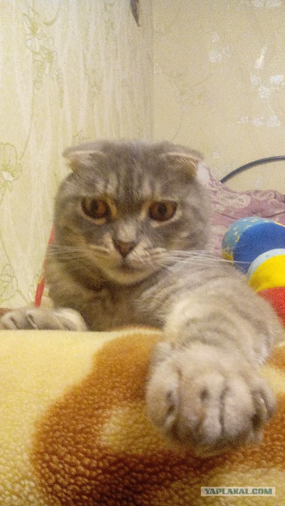 Приютский кот с огромными лапами изменил жизнь одного мужчины