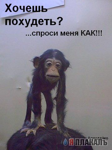ОБЕЗЬЯНЫ. Все про обезьян