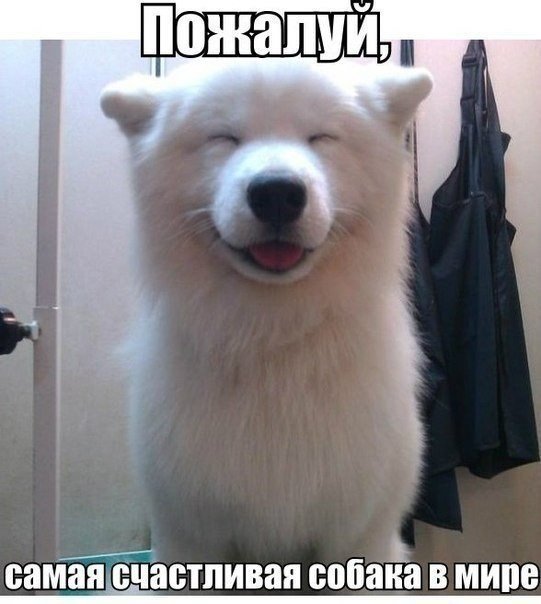 Божьи твари