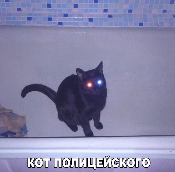 Божьи твари