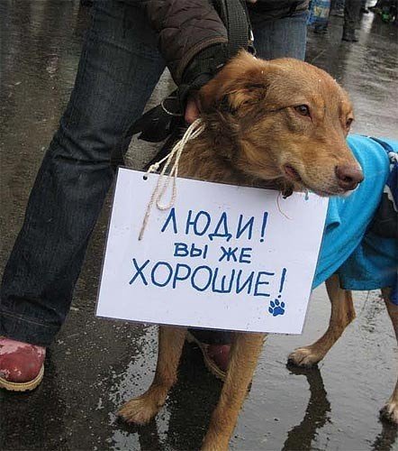 Прикольные животные